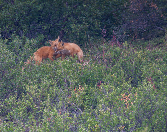 Denali National Park and Preserve