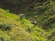 Denali National Park and Preserve