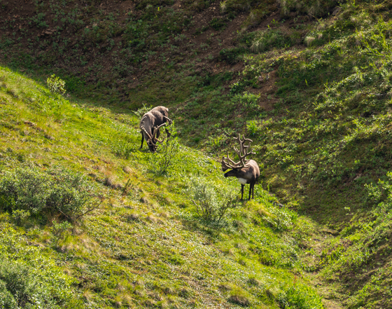 Denali National Park and Preserve