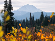 Mt. Rainier National Park