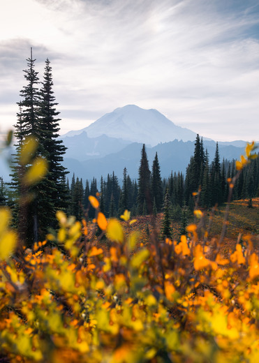 Mt. Rainier National Park
