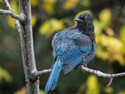 Steller's Jay