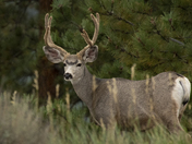 Rocky Mountain National Park