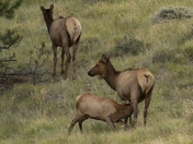 Rocky Mountain National Park