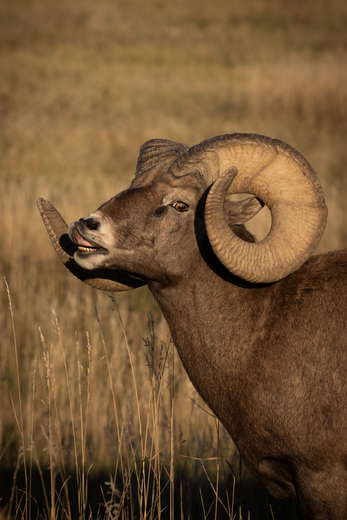 Badlands National Park