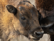 Theodore Roosevelt National Park