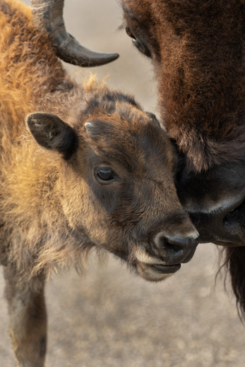 Theodore Roosevelt National Park