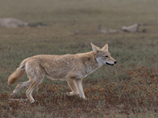 Theodore Roosevelt National Park