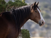 Theodore Roosevelt National Park