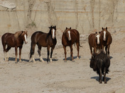 Theodore Roosevelt National Park