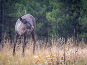 A Mountain Caribou with something to say!