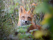 Happy red fox