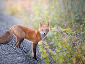 Red fox