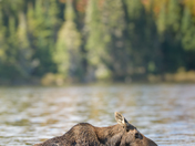 Moose 