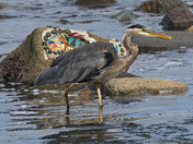 The Tide and The Heron