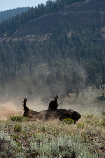 Yellowstone National Park