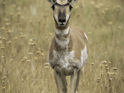 Standing Pronghorn