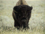 Bison on the run