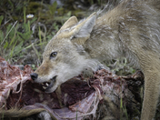 Coyote Snack