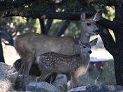 Great Sand Dunes National Park