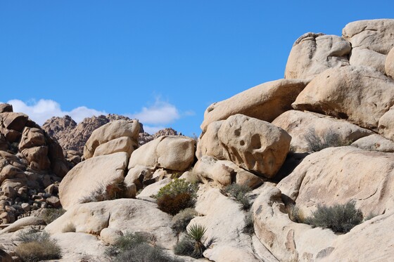 Joshua Tree National Park