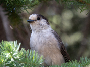 Crater Lake National Park