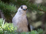 Crater Lake National Park