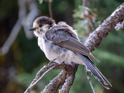 Crater Lake National Park