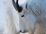 Rocky Mountain Goat