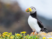Puffins