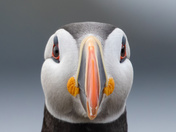 Puffins