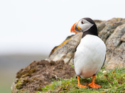 Puffins