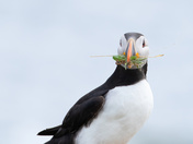 Puffins