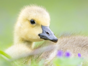 Canada Goose Goslings