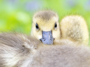 Canada Goose Goslings