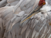 Sandhill Cranes
