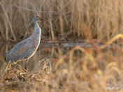 Sandhill Cranes