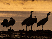 Sandhill Cranes
