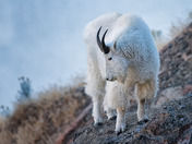 Rocky Mountain Goat