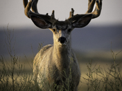 Mule Buck