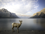 Big Horn and Where They Live