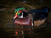 Drake Wood Ducks 