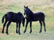 Young Foals In Autumn Pastures
