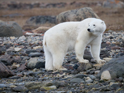 Polar Bear at Fort Ross, Nunavut