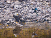 Unwanted Company for this Bald Eagle