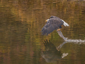 Unwanted Company for this Bald Eagle