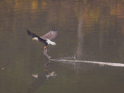 Unwanted Company for this Bald Eagle