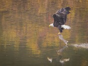 Unwanted Company for this Bald Eagle