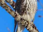Prairie Hawk 