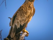 Young Eagle